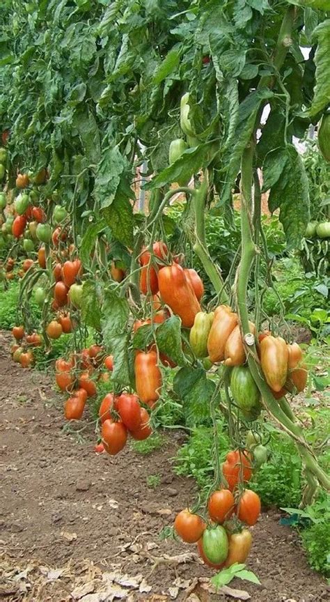 How to Plant and Grow Roma Tomatoes 